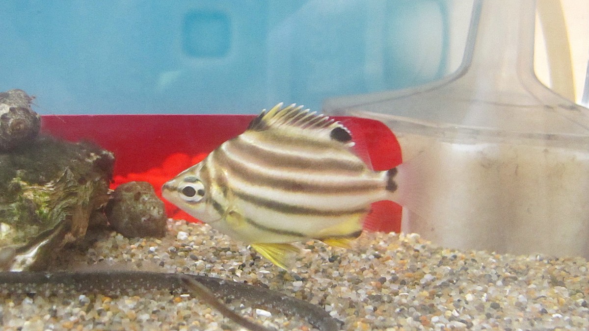 カゴカキダイの幼魚