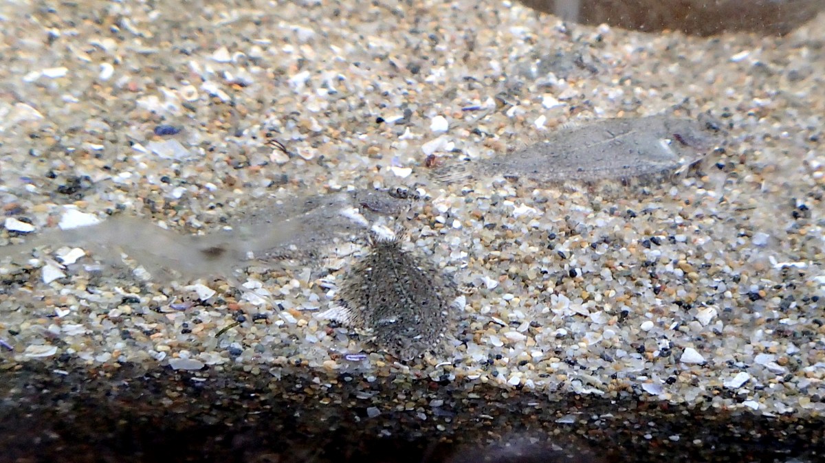 マコガレイの幼魚
