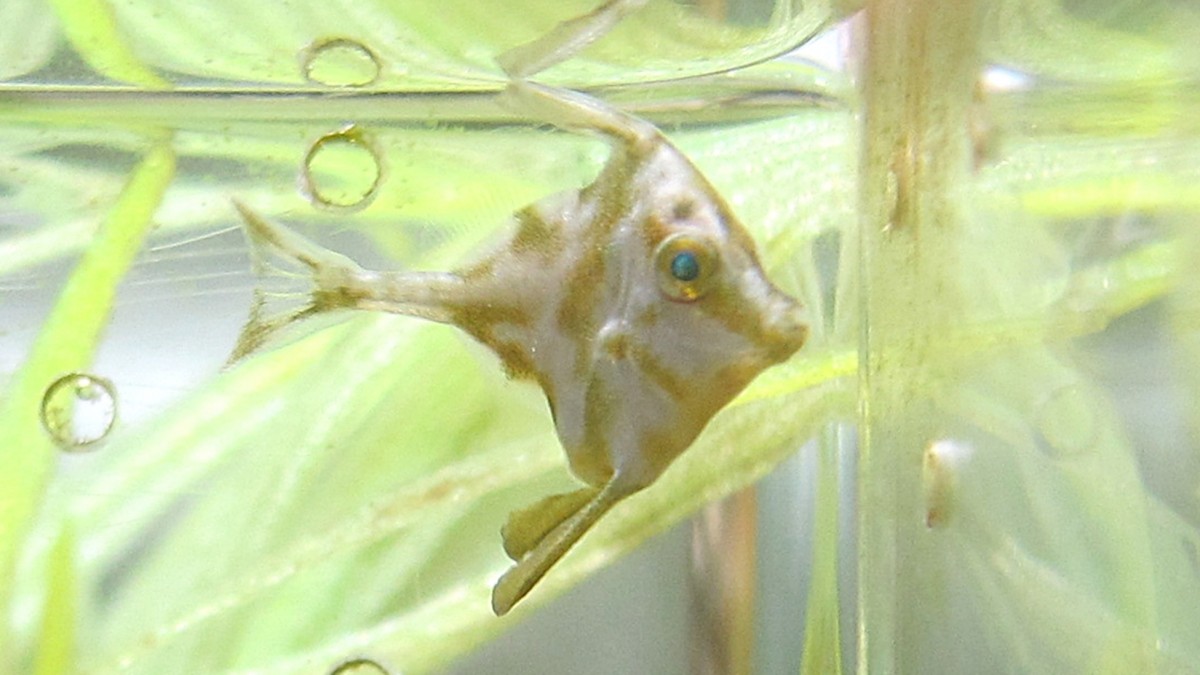 ギマの稚魚