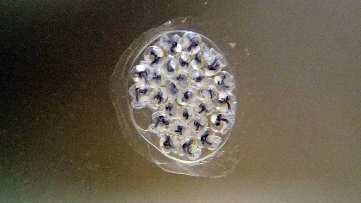 アラムシロの卵嚢