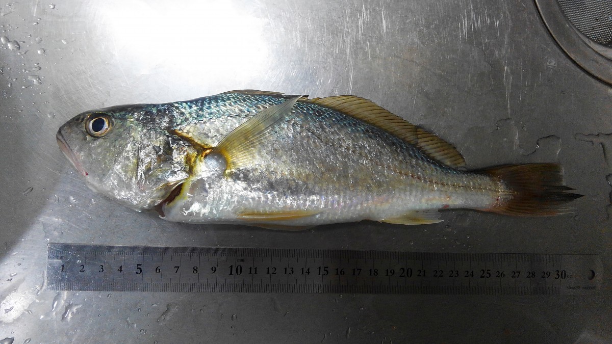 シログチ イシモチ 魚のなかま 浦安水辺の生き物図鑑