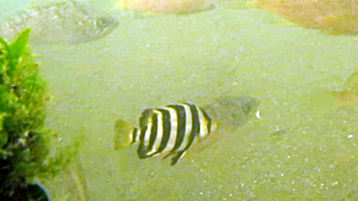 イシダイ（シマダイ）の幼魚