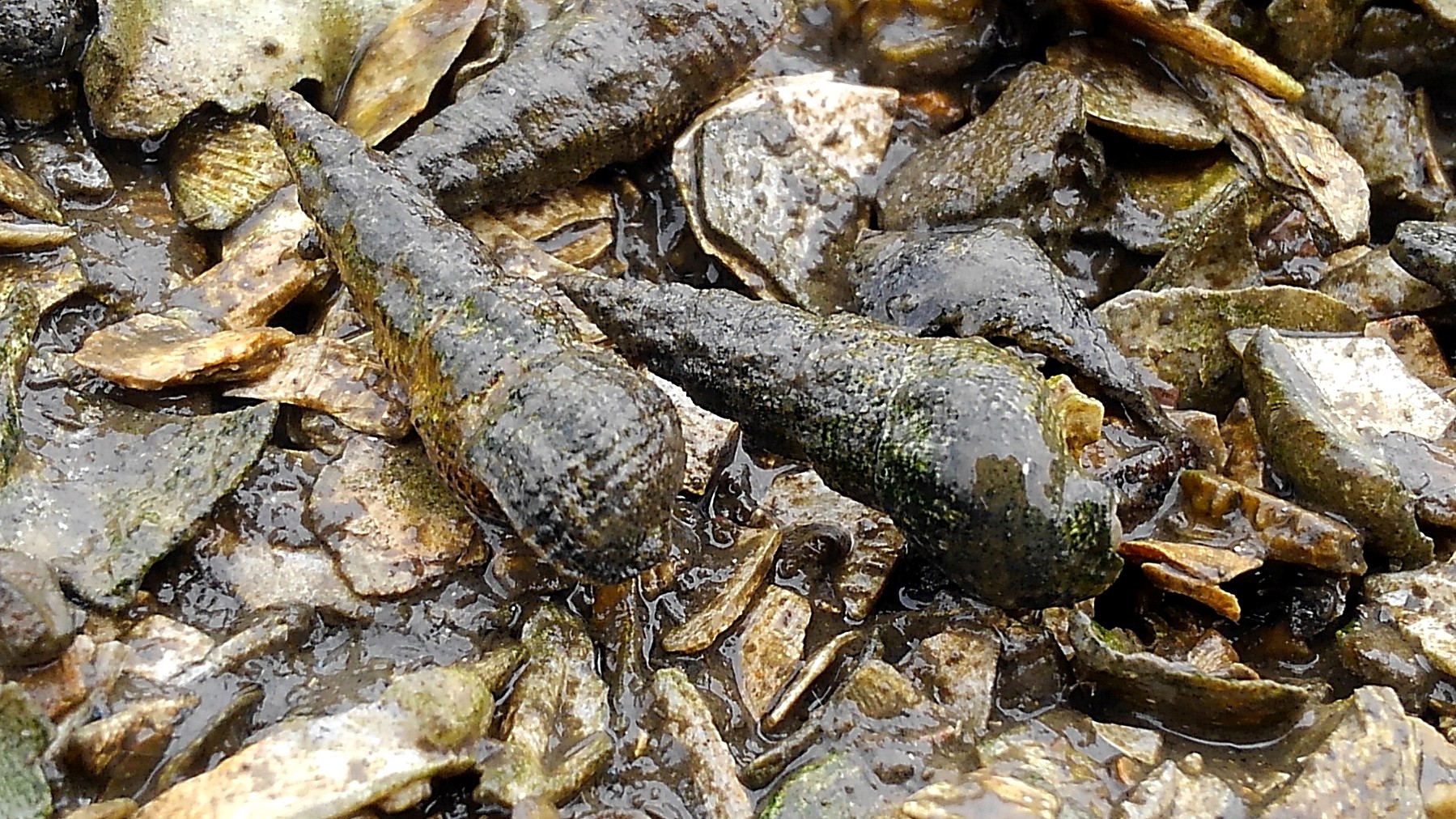ホソウミニナ｜貝のなかま｜浦安水辺の生き物図鑑