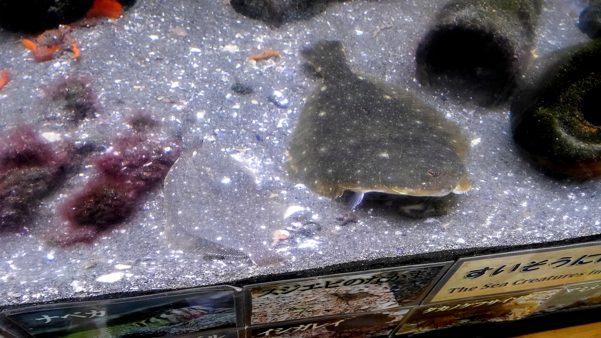 イシガレイの幼魚